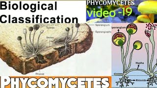 PhycomycetesOomycetesZygomycetesAlgal fungiLate blight of potatowhite rust of crucifer [upl. by Sokairyk]