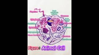 Labelled Animal Cell Diagram [upl. by Trebmal935]