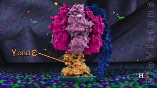 ATP synthase in action [upl. by Suirradal594]