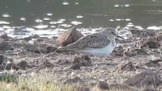 160523 Temmincks Stint Carr Lane Pools off Townfield Lane Hale Bill Morton [upl. by Andaira]