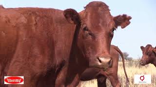 Christopher Melamu Winner 2020 Vleissentraal SA Stud Book ELITE Beef Cattle Herd [upl. by Eedyaj728]