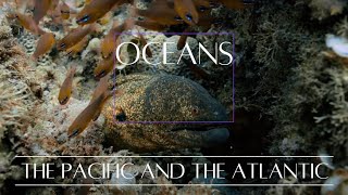 Atlantic vs Pacific A Tale of Two Oceans 🌊🌍  pacific oceans travel [upl. by Atalaya567]