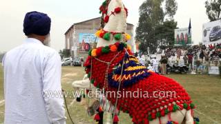 Dancing horse of Punjab  unjust treatment to animals or culture [upl. by Ahsenra164]