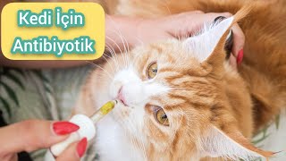 Kedi icin antibiyotik [upl. by Lulu703]