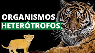 ¿Qué son los organismos heterótrofos y cuáles son sus características Ejemplos🐯 [upl. by Voltz810]