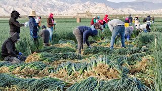 How North Carolina Farmers Harvest Over 84 Million Acres Of Farmland  American Farming Documentary [upl. by Nivat536]