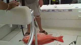 Red Snapper Fishing 30 [upl. by Yelyk]