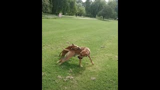 Staffordshire Bull Terrier vs Rhodesian Ridgeback dog fight destroy [upl. by Ivgnout527]