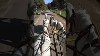 Horse Ride an Mona Depot Sargodha Pakistam [upl. by Eilyk]