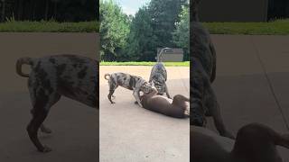 MERLE MASTIFF VS XL BULLYpitbull dogbreed americanbully dog youtubeshorts trending dogbreed [upl. by Ennaitsirk]