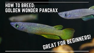 How to Breed Golden Wonder Panchax  Great Beginner Top Dwelling Fish [upl. by Camarata]