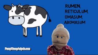 Do Cows have 4 Stomachs  Animal Facts [upl. by Rosalyn552]