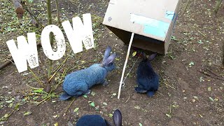 Wow This Simple Trap Even Catch Wild Rabbits Made in 2 Minutes from a Paper Box [upl. by Bullock910]