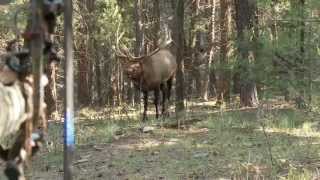 Bowhunting Elk Monster Bull at 10 Steps [upl. by Eniluqcaj]