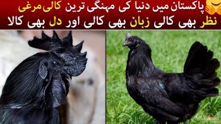 Ayam Cemani Hen looking New shelter in Lahore [upl. by Enoid]