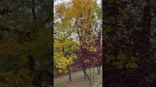 treethe leaves turning yellowalmost winter [upl. by Nysilla]