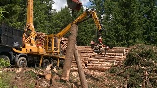 3 Leistungen alpiner Böden Waldböden schützen den Schutzwald [upl. by Nylemaj]