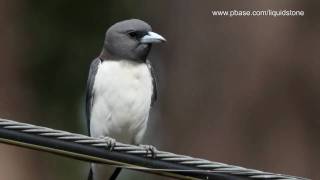 Whitebreasted WoodSwallow [upl. by Howe511]