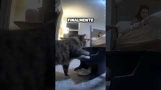 Gato Aprende a Tocar Piano [upl. by Massimiliano]