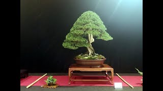 Cupressus sempervirens bonsai by Danilo Di Benedetto [upl. by Cordi260]