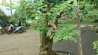 BONSAI ILENG ILENG PHYLLANTHUS RETICULATUS [upl. by Yusuk]