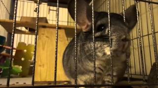 Chinchilla Sneeze [upl. by Stoller]