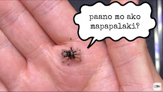 Basics ng spiderling care [upl. by Teirrah349]