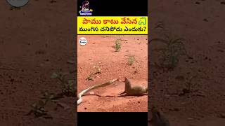 పాము కాటేసిన ముంగిస చనిపోదు ఎందుకు😲😲 snake vs mangoose shorts viral [upl. by Ynaffat]