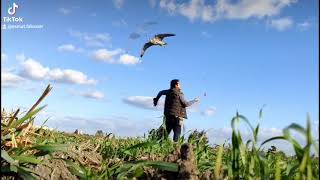 تدريب الصقر على الملواح Lanner falcon [upl. by Vin]