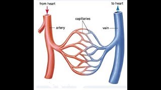 Arteries Veins and Capillaries best Comparison PART 1 [upl. by Lachman514]