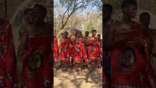 Matsamo Cultural Park in Swaziland 🇸🇿 shortsvideo swaziland travel [upl. by Novets]