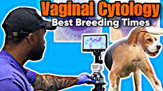 How to preform a “canine vaginal cytology” Best time to breed your dog for best results [upl. by Trudey]