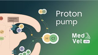 Hydrochloric Acid HCl Production Proton pump [upl. by Sevein518]