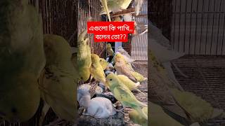 beautiful birds viralvideo [upl. by Oswin]