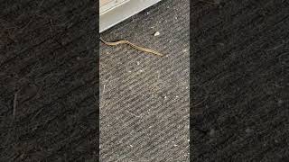 Snake robs a store [upl. by Deirdre]