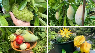 Happy World Environment Day Harvesting fruits and vegetables from my terrace garden 🪴🥭🍋‍🟩🍈🍆 [upl. by Bertila]