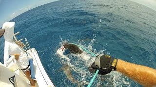 Palmyra Atoll Shark MarkRecapture Study Donor Video [upl. by Courtnay575]