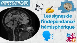 🧠 Quand les hémisphères cérébraux ne se parlent plus  Le corps calleux  Cerveau2 [upl. by Lindberg]