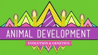 Animal Development Were Just Tubes  Crash Course Biology 16 [upl. by Aynek]