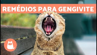 ESTOMATITE EM GATOS PARTE 2  Tem cura Como tratar  VetFace [upl. by Kelwin]