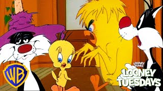 Looney Tuesdays  Sylvester🐱 VS Tweety🐥  wbkids​ [upl. by Crista]