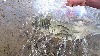 Fishing 🎣 Catching Poddy Mullet With Home Made Trap [upl. by Nnylyam]