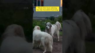 Livestock Guardian Dog Behavior livestockguardiandog greatpyrenees dog karakachan [upl. by Cannell928]