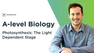 Photosynthesis The Light Dependent Stage  Alevel Biology  OCR AQA Edexcel [upl. by Enrobyalc]