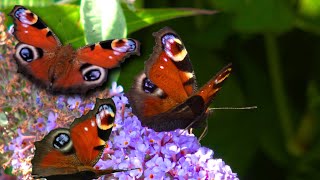 Lets spot butterflies in Vlindertuin De Zindering Tiel Netherlands [upl. by Keefe602]