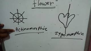 Flower hypogunousepigynous perigynousgamopetalouspolypetalouscalyxcorrolaactinomorphicsepal [upl. by Aikel560]