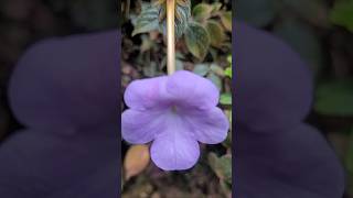 Achimenes plant kerala garden ideas youtubeshorts flowers  shorts  shorts feed [upl. by Elinor]