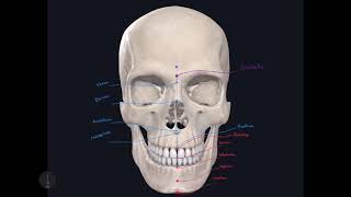 Craniometric Points Part 1 [upl. by Salbu]