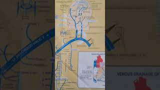 VEINS OF HUMAN BODY  HUMAN ANATOMY [upl. by Trembly432]