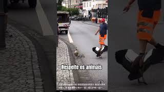 Respeito aos animais ♥️ respeiteosanimais aves [upl. by Rebmeced838]